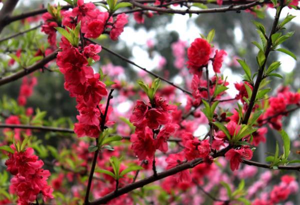 桃花争艳怒放，游客心开怒放