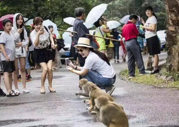 猕猴王国